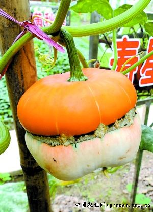 秋季大白菜品种