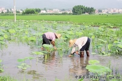 秦杂二号大白菜种植技术