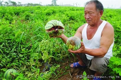 绿芦笋种植经济效益