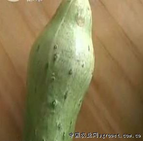 唐王大白菜种子