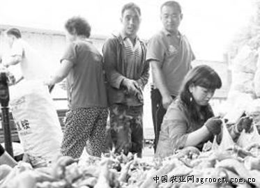 贵州遵义虾子辣椒市场