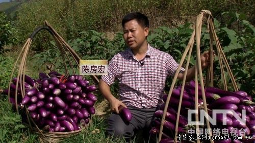 日本紫薯王种子