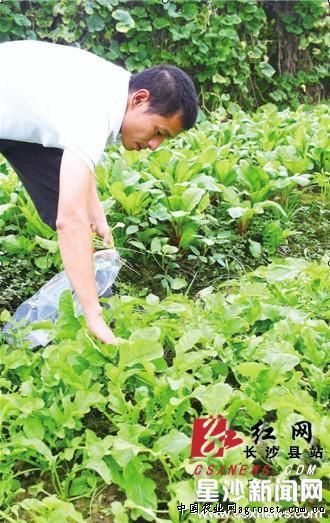 紫芦笋种植技术