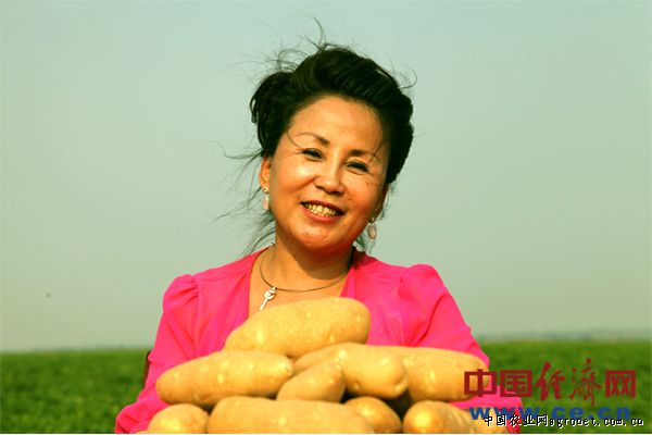 红薯叶价格最新行情上海