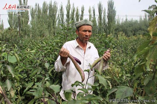 黑豆苗种植技术