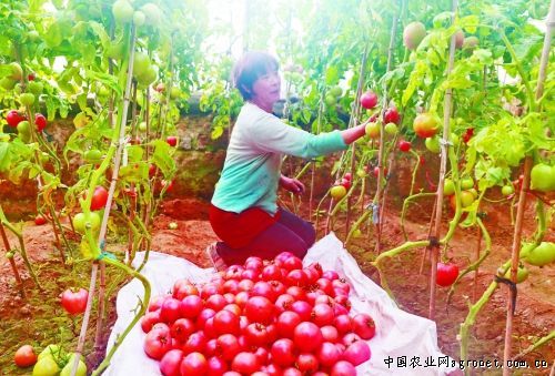 水果西红柿种植基地