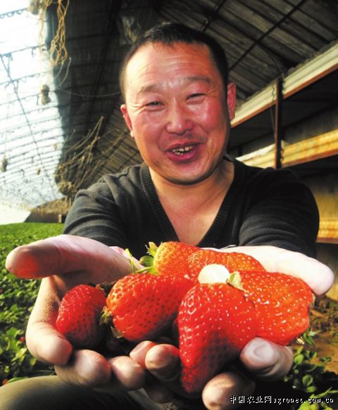韩国进口辣椒品种
