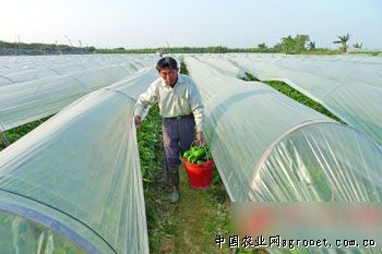 中华韭王种植技术