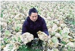 番薯种植技术