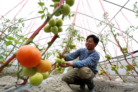 越夏番茄栽培技术
