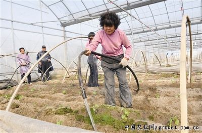苔韭王种植技术