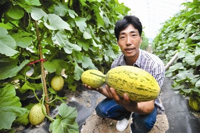 七彩椒盆栽养殖方法