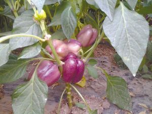 树番茄种植技术