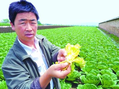 青苋菜种植技术