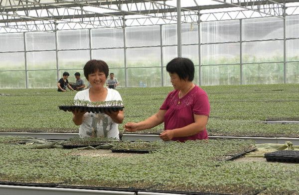 赛丽西红柿育种技术