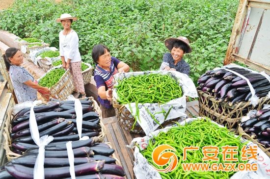 泰国扁豆批发市场