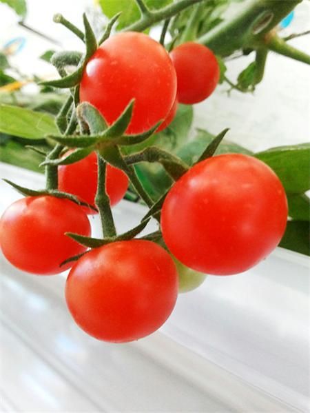 盐碱地西红柿种子公司