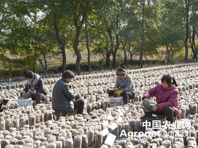 茶树菇养殖