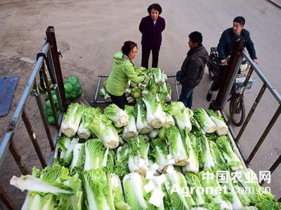苔韭菜种植技术