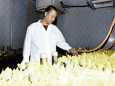 秋乐368玉米种高产种植技术