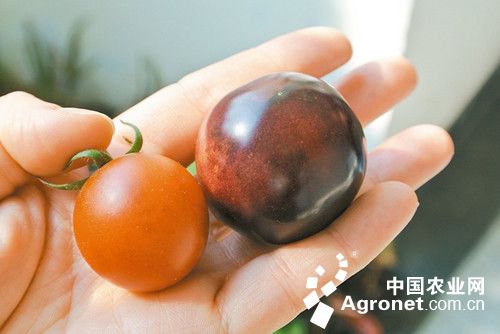 菜豌豆病虫害防治