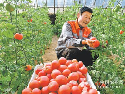 湘研种业最新辣椒品种