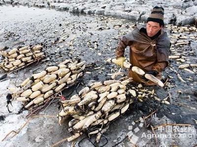 华南205木薯育种技术