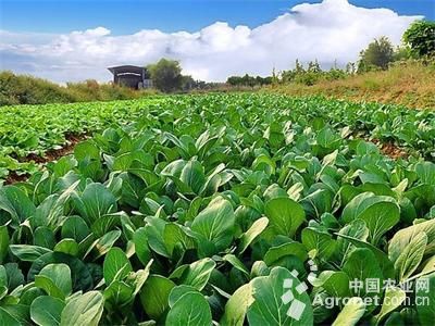 河北永年蔬菜种植基地