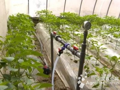 豆虫养殖技术视频