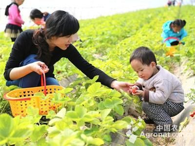 威宁土豆病虫害防治