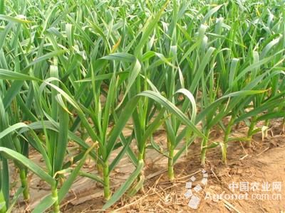 小麦芽施肥技术