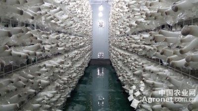 张溪香芋种植技术视频