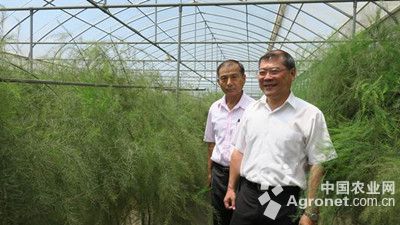 仙藕带种植技术