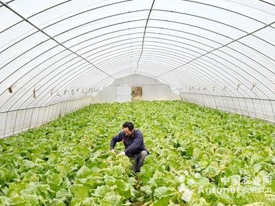 白萝卜育苗栽培技术