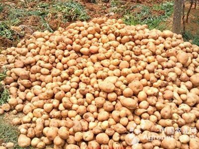 云薯104土豆农药残留