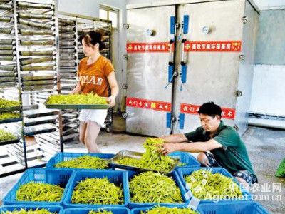 茶树菇市场
