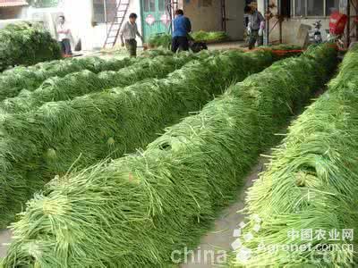 北京香菜病虫害防治