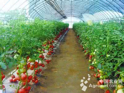 韩国绿萝卜产地供应