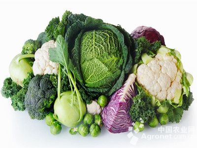绿抗大白菜病虫害及防治