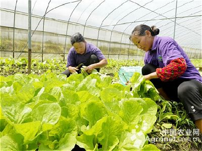 双惠208玉米病虫害及防治