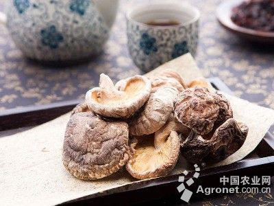 野生茶树菇能吃吗