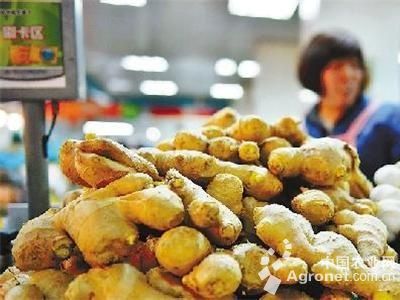 韩国黄心白菜育种技术
