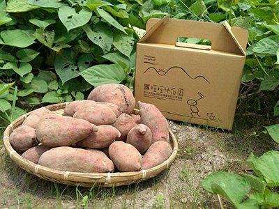 富硒紫薯种植基地