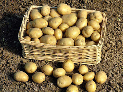 荷兰15号土豆种子