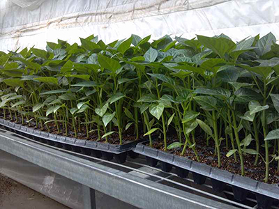 阳台木耳菜的种植方法