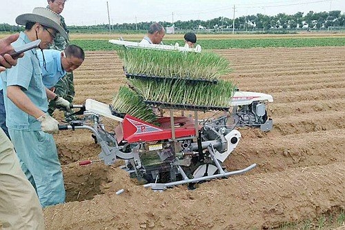 韩椒种植技术