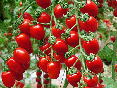 以色列西红柿产地和价格