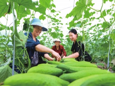 菜瓜高效种植技术视频