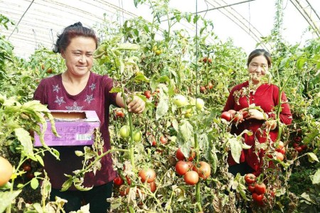 锦红南瓜种植技术