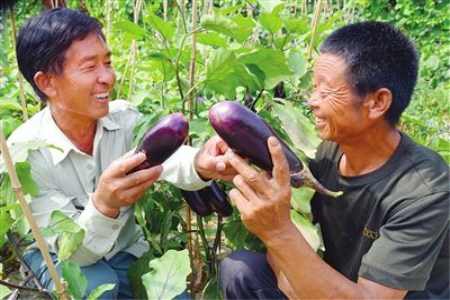 花皮菜豆育种技术
